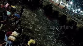 Locals attempt to catch thousands of fish leaping ashore at Indonesian port