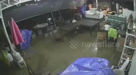 Chilling moment king cobra slithers through flooded home as woman sits on sofa