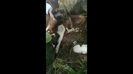 Bizarre Lamb With Two-Headed Born in Indonesia