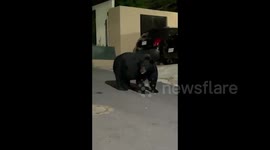 Big black bear with bravado casually takes position in Mexico residential area