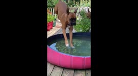 Reverse angle #AnimalAdvent #JackJack https://t.co/Dj51fLrWT0