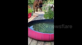Hilariously weird boxer pup only gets in his wading pool by HOPPING in with all four paws
