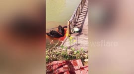 Two black swans spotted 'feeding' school of koi in Chinese pond