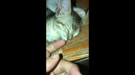 Cute kitten's moment sleeping like death