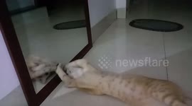 Confused cat fights his own reflection after looking in the mirror