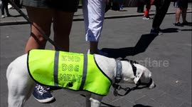 Protest against dog meat consumption in London