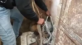 Jackal rescued after straying into residential area in northern India