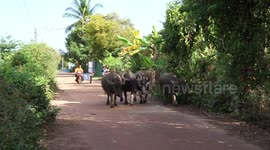 A Thai farmer walking with very shy water buffalo on a small country road in North East Thailand.
