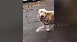 Video shows quite possibly the world's happiest dog; proud as punch and carrying a big stick