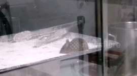 Fast food restaurant in China shut down after rat spotted crawling on ingredients