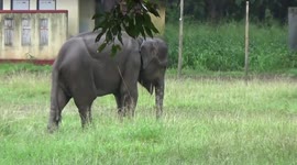 Injured baby elephant strays into school in Sri Lanka