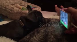 Curious French bulldog puppy watches dog videos on phone