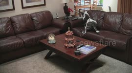 Indecisive dog fails to find safe spot in couch to stash her bone
