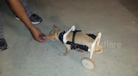 Paralysed chihuahua uses DIY wheelchair for the first time