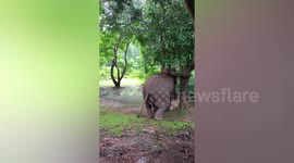Adorable wild elephant stops in the forest to scratch its back on a tree
