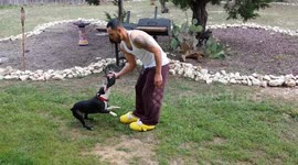 US man uses his Boston Terrier dog as a dumbbell