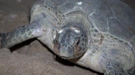 Pakistan's regional wildlife organisation launch initiative to protect green turtles