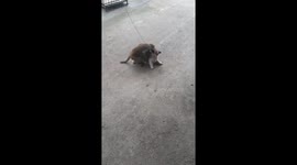 The monkey tries to befriend the dog