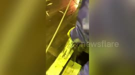 Wild seal leaps onto fishing trawler in Japan