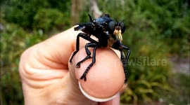 Aussie man rescues and releases aggressive assassin fly, a species that ambush their prey midair