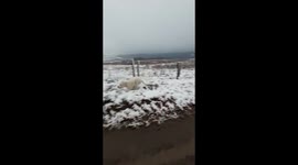 Puppy in the snow for the first time ever!