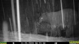 Trail camera captures moment wild bear falls through ice into pond