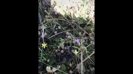 A review foraging for and identifying native Australian plants - this one is Golden Stars