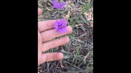 A review foraging for and identifying native Australian plants - this one is Fringed Lilys