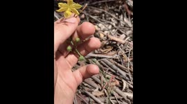 I review native edible australian food plants - this one is Bulbine Lilys