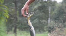 Watch moment rescuer grabs a huge 13ft-long cobra with bare hands