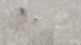 Super-strong wasp drags huntsman spider five times its size