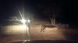 Rescuers in northern India free snarling wild leopard from trap
