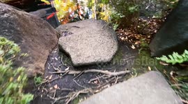 Autumn Beauty Of A Japanese Garden: Otaguro Park, Tokyo Japan