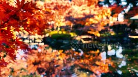Autumn Beauty Of A Japanese Garden: Otaguro Park, Tokyo Japan