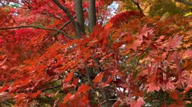 Autumn Beauty Of A Japanese Garden: Otaguro Park, Tokyo Japan