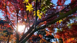 Autumn Beauty Of A Japanese Garden: Otaguro Park, Tokyo Japan