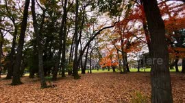 Autumn Beauty Of A Japanese Garden: Otaguro Park, Tokyo Japan