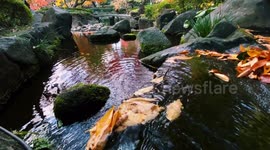 Autumn Beauty Of A Japanese Garden: Otaguro Park, Tokyo Japan