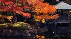 Autumn Beauty Of A Japanese Garden: Otaguro Park, Tokyo Japan