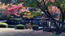 Autumn Beauty Of A Japanese Garden: Otaguro Park, Tokyo Japan
