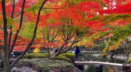 Autumn Beauty Of A Japanese Garden: Otaguro Park, Tokyo Japan