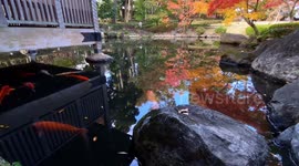 Autumn Beauty Of A Japanese Garden: Otaguro Park, Tokyo Japan