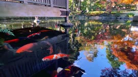 Autumn Beauty Of A Japanese Garden: Otaguro Park, Tokyo Japan