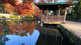 Autumn Beauty Of A Japanese Garden: Otaguro Park, Tokyo Japan