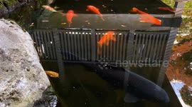 Autumn Beauty Of A Japanese Garden: Otaguro Park, Tokyo Japan