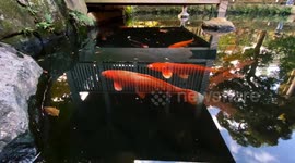 Autumn Beauty Of A Japanese Garden: Otaguro Park, Tokyo Japan