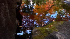 Autumn Beauty Of A Japanese Garden: Otaguro Park, Tokyo Japan