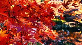 Autumn Beauty Of A Japanese Garden: Otaguro Park, Tokyo Japan