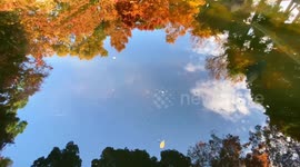 Autumn Beauty Of A Japanese Garden: Otaguro Park, Tokyo Japan