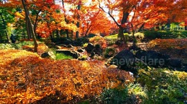 Autumn Beauty Of A Japanese Garden: Otaguro Park, Tokyo Japan